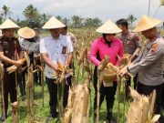 Panen Raya Jagung Serentak di Wonosobo Dukung Swasembada Pangan 2025