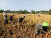 Petani Padi Jipang Dukung Ketahanan Pangan dan Tercapainya Kemandirian Pangan