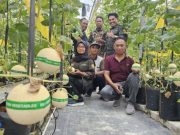 Generasi Milenial Grobogan Diajak Budidaya Melon Sweetnet, Modal Kecil Untung Besar