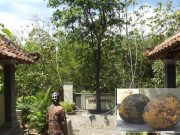 Buah Maja Itu Tidak Pahit, Buktikan di Desa Jarum Rasanya Manis Aromanya Wangi