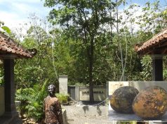 Buah Maja Itu Tidak Pahit, Buktikan di Desa Jarum Rasanya Manis Aromanya Wangi