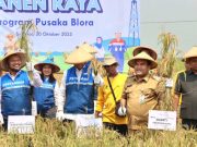 Pemkab Blora Bersama Pertamina EP Cepu Field Panen Raya Padi Organik di Kedungtuban