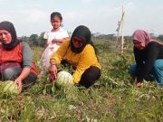 Pelancong Bebas Memetik Sendiri Buah Semangka Segar di Lahan