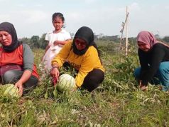 Pelancong Bebas Memetik Sendiri Buah Semangka Segar di Lahan