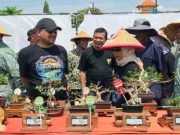512 Peserta Ramaikan Kontes Bonsai Tingkat Nasional di Pemalang