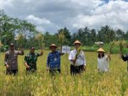 Peringati Hari Kesaktian Pancasila 2025, BI, Brida dan Pemprov Jateng Panen Raya Padi di Desa Talunombo