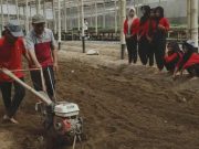 Siswa SRMA 35 Wonosobo Kembali Belajar Bertani di Kebun Belajar Tani Milik Dispaperkan