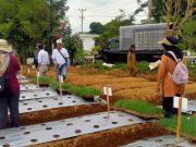 Kick Off Uji Keunggulan Varietas Bawang Daun Meland-1 : Wonosobo Dorong Pengembangan Varietas Unggul Lokal