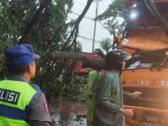 Hujan Deras Disertai Angin Kencang, Pohon Tumbang Timpa Truk di Jalan Kudus–Pati