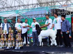 Kambing Kaligesing dan Domba Ekstrim Adu Gaya di Kudus