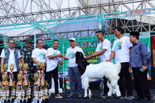Kambing Kaligesing dan Domba Ekstrim Adu Gaya di Kudus