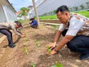 Kembangkan Lahan Pertanian, Rutan Pekalongan Tanam Terong Ungu
