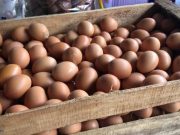 Harga Telur di Kudus Meroket, Diduga Imbas Program Makan Bergizi Gratis