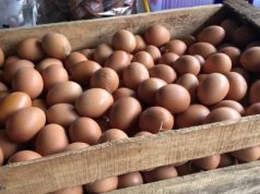 Harga Telur di Kudus Meroket, Diduga Imbas Program Makan Bergizi Gratis