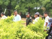 Dua Menteri Panen Cabai di Lahan 27 Hektare di Jepon Bersama Bupati Blora