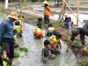 Anak-Anak Pos PAUD Tunas Bangsa Bulu Lor Bahagia Tangkap Ikan dan Tanam Padi di Soto Sawah Mijen