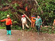 Hujan Angin Pohon Tumbang, Wonogiri-Pacitan Macet