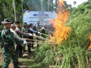 BNN Musnahkan 69 Ton Ganja dari Enam Lokasi di Aceh Utara