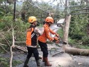 Pohon Tumbang Lumpuhkan Jalur Utama Situkup-Selomerto