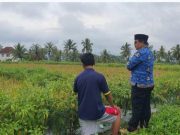Petani Muda di Wonosobo, Mengubah Galengan Jadi Ladang Cuan