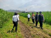 Penemuan Mayat di Lahan Tebu Jekulo, Korban Diduga Meninggal karena Kelelahan