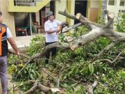 Angin Kencang Terjang Undaan Kudus, Pohon Tumbang Timpa Rumah Warga