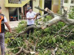 Angin Kencang Terjang Undaan Kudus, Pohon Tumbang Timpa Rumah Warga