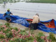 Tanaman Bawang Merah di Dua Kecamatan di Brebes Terendam Banjir