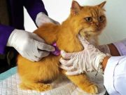 UNDIP Resmikan Animal Health Center untuk Dukung Kegiatan Akademik dan Pelayanan Kesehatan Hewan