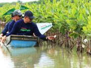 Telkomsel Jaga Bumi Tanam Ribuan Mangrove, Langkah Nyata Lindungi Pesisir Pantai