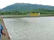 Bandeng Kalingga, Potensi Tersembunyi di Ujung Utara Jepara