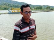 Hasil Melimpah, Kelompok Budidaya Bandeng Ujungwatu Ingin Menjadi Pamasok Lauk MBG
