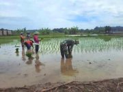 Anggota Koramil Jati Blora Ikut ‘Tandur’ Bersama Petani di Randulawang