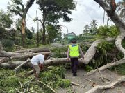 Dua Pengendara Luka Tertimpa Pohon Tumbang di Jalur Wisata Guci-Kalibakung