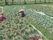 Bawang Bombay Mini Masuk, Harga Bawang Merah Lokal Turun
