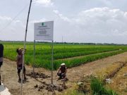 Pengadilan Negeri Purwodadi Laksanakan Eksekusi Riil Lahan Kandangrejo, Sengketa Panjang Berakhir