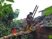 Pohon Tumbang, Timpa Lima Rumah Warga Wonotunggal Batang