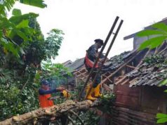Pohon Tumbang, Timpa Lima Rumah Warga Wonotunggal Batang