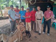 BUMDesa Lestari Petekeyan Luncurkan Program Ketapang, Budidaya Kambing Boer Jadi Andalan Baru 