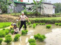 Anggota Polsek Bogorejo ‘Ndhaut’ Bersama Petani di Prantaan