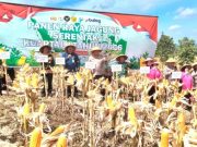Panen Jagung Serentak di Blora, Lahan 8.000 Meter Persegi Hasilkan 4 Ton
