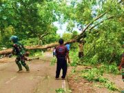Pohon Tumbang Melintang di Ruas Jalur Antarprovinsi