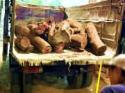 Ungkap Kasus Ilegal Logging, Tangkap Dua Orang Tersangka