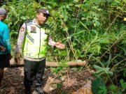 Tertimpa Pohon Kelengkeng, Pria di Gombong Meninggal