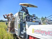 Bupati Panen Raya Inpari di Bagung, Produksi Meningkat
