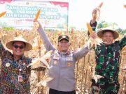 Panen Raya Jagung untuk Mendukung Swasembada Nasional