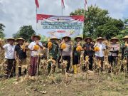 Empat Desa di Kudus Panen Jagung Serentak, Total Produksi Tembus 26 Ton