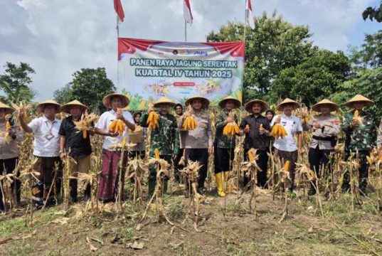 Empat Desa di Kudus Panen Jagung Serentak, Total Produksi Tembus 26 Ton