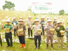 Polres Wonosobo Waktu Dukung Panen Raya Jagung untuk Ketahanan Pangan
