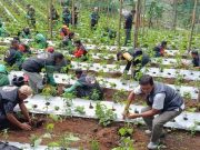Gandeng Driver Ojol, Jatubu Tanam 10.000 Pohon Kopi di Kawasan Wisata Pegunungan Telaga Menjer